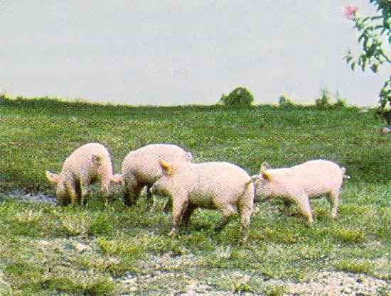 Pigs are free to roam the island.